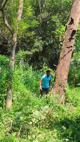 The video shows a man walking through a dense, overgrown wooded area. He is wearing a light blue shirt and dark-colored pants. The ground is covered with green vegetation, including weeds and small plants, with some cut foliage visible. There are several trees around him, some with rough bark. The lighting suggests it's daytime with ample sunlight. He appears to be making his way through the thick undergrowth.