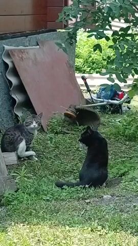 The video shows two cats in a grassy outdoor area. A tabby cat sits on the left, looking towards the camera. A black cat is in the center, facing away from the camera and towards a string trimmer. The trimmer is lying on the ground, and the black cat appears to be interacting with it. In the background, there is a wooden structure, some corrugated material, and green foliage.