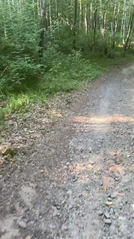 This media file captures a slow, panning view of a lush forest path. The path itself is narrow and appears to be made of dirt and gravel, with fallen leaves scattered across its surface. On either side of the path, the forest is dense with green foliage. Tall, slender trees, many with white bark characteristic of birch trees, dominate the background. The undergrowth is thick, with a variety of bushes and leafy plants creating a wall of green. Sunlight filters through the canopy, casting dappled shadows on the path and the surrounding vegetation, suggesting it is daytime, likely late afternoon or early evening given the soft light. The overall impression is one of a tranquil, natural setting, perhaps a walking trail in a wooded area. There are no people or distinct objects visible, focusing entirely on the natural environment. The scene evokes a sense of peace and quietude, characteristic of a serene forest. The location context of Chyshky, Ukraine, places this scene within a specific geographical area. There is no visible text in the media file.