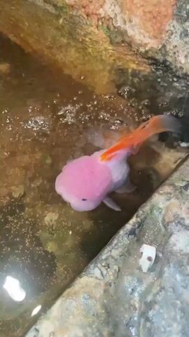 A pink and orange goldfish swims in a shallow, muddy pool. The fish is mostly pink with orange fins and tail. Bubbles are rising from the water's surface. The pool has rocky edges.