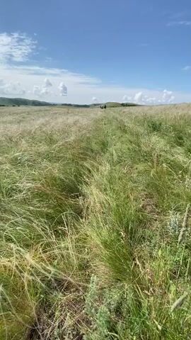 A first-person perspective video shows a person walking through a field of tall, dry grass under a bright blue sky with some scattered white clouds. In the distance, a small group of people on horseback can be seen. The camera pans slightly, following the path through the grass. The overall scene is one of a rural, open landscape.