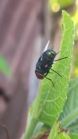 A close-up shot shows a fly resting on a green leaf. The fly has a dark-colored body with iridescent green or blue highlights, and red eyes. The leaf is textured with visible veins.  The background is blurred, with hints of green foliage and brown wood. The lighting appears to be natural, with sunlight filtering through the foliage.