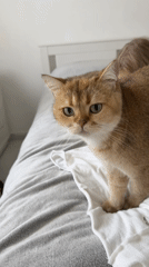 Cat stands on bed with child in Holon home