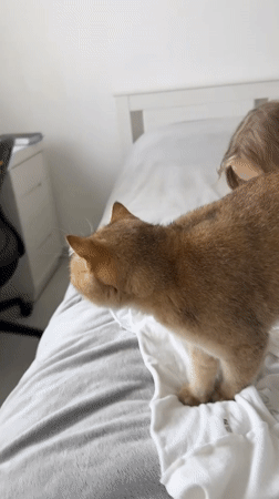 Cat stands on bed with child in Holon home