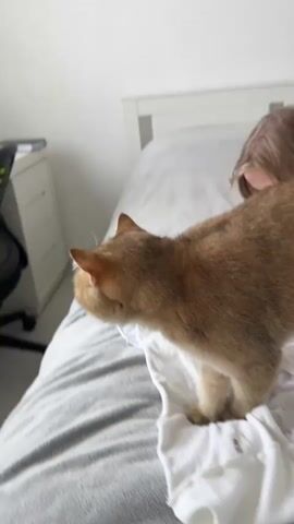 A close-up shot shows a golden-brown cat standing on a bed covered with a gray blanket. The cat is standing on a folded white shirt. A small portion of a child with light brown hair is visible in the background, partially obscured by the cat. The room is brightly lit, and a white dresser is visible in the background. The cat looks down towards the shirt and then towards the left.