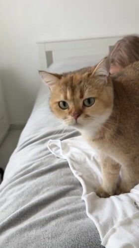Cat stands on bed with child in Holon home