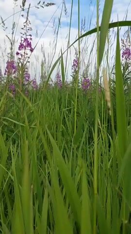 The video shows a low-angle, upward view of a grassy field with purple flowers and tall blades of grass dominating the foreground. The camera pans slowly across the scene. In the background, the sky is visible with some white clouds scattered across a blue expanse. The overall impression is one of a natural, outdoor setting, possibly a meadow or a field during the daytime. There are no people or animals visible in the video.
