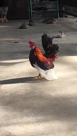 A rooster with a white plastic bag caught on its legs walks across a concrete surface. The rooster is dark brown and black with red and orange feathers on its neck and chest. It is in good condition and appears healthy. The rooster is walking in a yard with a concrete floor. In the background, there are some trees, a building, and some shoes. The sun is shining, and there is a shadow of the rooster on the ground.