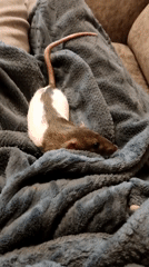 Pet rat receives gentle petting in Smolensk home