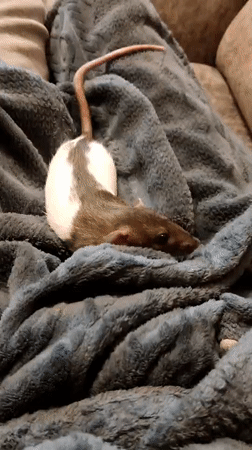 Pet rat receives gentle petting in Smolensk home