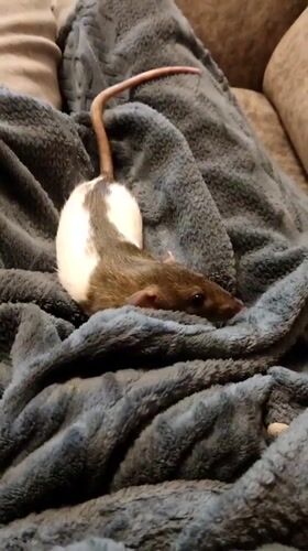 Pet rat receives gentle petting in Smolensk home