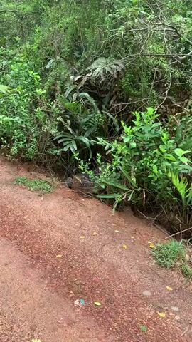 The camera focuses on a monitor lizard, partially hidden amidst dense vegetation on the edge of a dirt path. The lizard, characterized by its dark speckled pattern, is mostly obscured by foliage, with its tail visible extending towards the path. The vegetation consists of various green plants, including ferns and small shrubs, growing densely together. The path is composed of reddish-brown dirt with scattered leaves. The camera remains stationary throughout the video, providing a clear, static view of the scene.