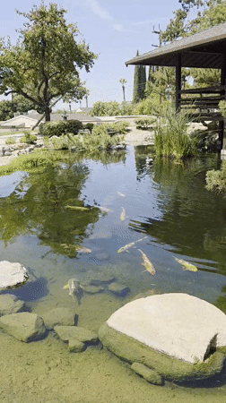 Quiet afternoon at Descanso Gardens' Japanese Garden in Glendale