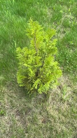 The video shows a small, bushy, bright green conifer tree growing in a lawn. The lawn has patches of both green grass and dry brown grass. The camera slowly zooms in on the tree.