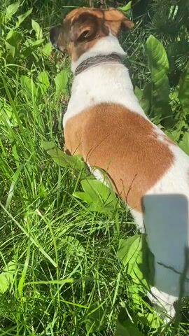 A medium shot shows a small brown and white dog sitting in tall green grass. The dog faces left and then turns its head to the right. The sun is shining, creating shadows on the dog's fur and the grass. The dog is wearing a brown collar.