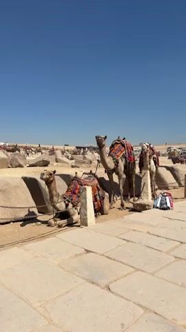 A bright, sunny day unfolds at a historical site in Kafrat Nassar, Egypt. The scene is dominated by several camels, adorned with colorful saddles, resting in the sand. One camel is lying down, while others stand, awaiting riders.

In the background, the landscape is dotted with large, rough-hewn stones, suggesting ancient ruins or archaeological remnants. A few people are visible in the distance, some appearing to be tourists interacting with camels, while others are seen walking around the site. The overall atmosphere is one of a tourist attraction, offering camel rides.

The sky is a clear, vibrant blue, indicative of a warm, cloudless day. The ground is paved with large, square stone tiles in the foreground, transitioning to sandy terrain where the camels are situated. The sunlight casts distinct shadows, confirming the time of day is likely midday or early afternoon. There is no visible text in the frame. The scene evokes a sense of adventure and historical exploration, typical of a visit to an Egyptian landmark.