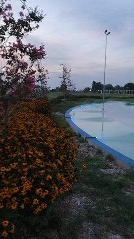 This media file captures a scene in Caorle, Italy, likely during dusk. The primary subject is a large, rectangular splash pad or shallow water play area with a bright blue border. The water surface reflects the overcast sky, which is a soft gray with hints of pale blue and pink, indicating either early morning or late evening. A tall, modern lamppost stands on the left side of the frame, suggesting the area is illuminated for evening use.

Several water jets are visible, with one on the right actively spraying a fine mist of illuminated blue water upwards and outwards. In the background, a line of trees forms a dark silhouette against the sky, and further back, there appear to be low-rise buildings or structures, possibly part of a recreational facility. The ground around the splash pad is a mix of dry grass, scattered stones, and a patch of vibrant yellow flowers, adding a touch of color to the otherwise subdued palette of the scene. The overall mood is tranquil and perhaps a little melancholic, due to the twilight hour and cloudy sky. No people are visible in the frame, suggesting the area is either before opening or after closing, or simply that this particular moment was captured without visitors. There is no visible text in the media file.