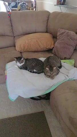 Two cats are resting on a white blanket draped over a couch. One cat is lying on its side, facing left, with its head tilted up. The other cat is lying on its stomach, facing the camera, with its eyes closed. A robotic vacuum cleaner is cleaning the floor near the couch. The room appears to be a living room with a couch, a coffee table, and a recliner chair. The floor is carpeted.