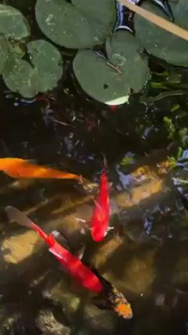 Okay, here's a detailed description of the video:

The video shows a close-up of a pond, presumably outdoors, filled with several fish of varying colors, including red, orange, and some with black and yellow patterns. Several lily pads float on the water's surface in the upper part of the frame.  A person's hand enters the frame and interacts with the water and the fish. The person is gently moving their hand around in the water, appearing to try and touch or interact with the fish. The water is slightly murky, but the sunlight reflecting off the pond's floor creates shimmering patterns. The fish seem to be drawn to the hand, swimming near and around it.