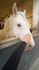 An afternoon at a rural property — horses, sports, and sunsets