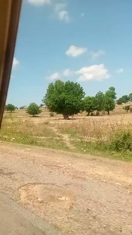 The video displays a bright, sunny, rural landscape viewed from a moving vehicle, likely looking out a side window. In the immediate foreground, a dark gray paved road surface is partially visible at the bottom left of the frame. The midground consists of a dry, light brown, and yellowish field, sparsely dotted with numerous green trees of varying sizes and foliage density. The trees are predominantly deciduous with full green canopies. The background shows more distant trees and a slightly elevated land profile. The sky is a clear, vibrant blue with several scattered, fluffy white clouds. The camera moves consistently, providing a continuous horizontal pan of the scenery. No people or specific man-made structures other than the road are visible.