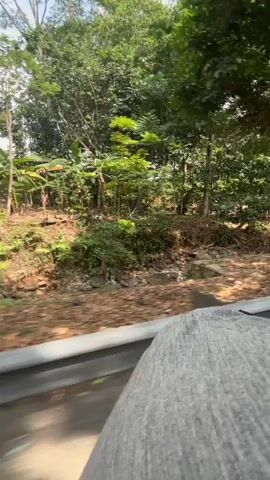The video shows a first-person perspective of someone seated in a vehicle, possibly a car. The viewpoint is from the passenger seat, looking out the side window. The exterior scene consists of lush green foliage, including trees and leafy plants, suggesting a tropical or semi-tropical environment. The vehicle appears to be on a paved road, with a concrete barrier or guardrail visible along the side. Dried leaves are scattered on the ground near the road. The sunlight indicates it is daytime. There are no other people or animals clearly visible. The camera is panning slightly, giving a sense of movement as the vehicle travels.
