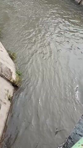 A video captures a view of a muddy river flowing next to a concrete embankment. Green grass and some vegetation grow along the edge of the embankment. The camera pans to the right, revealing more of the river and the embankment. The embankment is covered in dense green foliage, with small clusters of pink and yellow flowers visible amongst the leaves. The camera continues to pan, showcasing the vibrant greenery and the river.