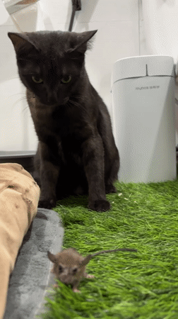 Black cat observed resting, grooming in Ko Samui locations