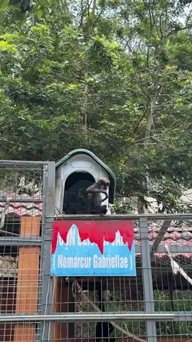 The video captures a dark-colored monkey, likely a Yellow-cheeked Gibbon (Nomarcus gabriellae), resting within an outdoor enclosure during the daytime. The monkey is perched on top of a small, light-colored shelter resembling a doghouse, which is situated inside a larger metal cage with a red roof. Lush green trees and foliage form the background, suggesting a tropical or subtropical environment under bright, sunny conditions.

Attached to the front of the cage is a prominent blue sign with a jagged red top edge and white text. The text reads "CÔN ĐEN MÁ VÀNG" and "(Nomarcus Gabriellae)", identifying the species. The monkey appears calm, sitting still for most of the video, occasionally shifting its weight or briefly scratching itself. The enclosure's design, including the cage and informational sign, indicates a setting like a zoo or animal sanctuary in Hiệp Thạnh, Vietnam.