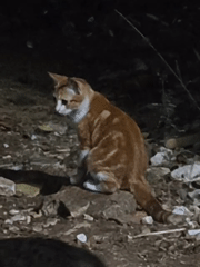 Cats, kittens, and casual moments in a South Tangerang backyard
