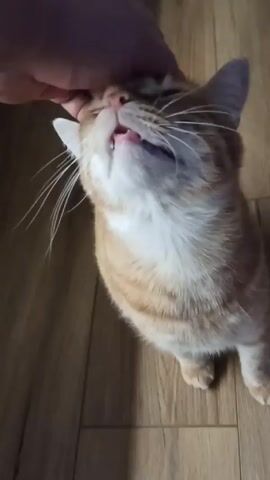 A tan and white tabby cat stands on a wood floor, tilting its head back and opening its mouth as a person’s hand pets the top of its head. The cat closes one eye while being petted.