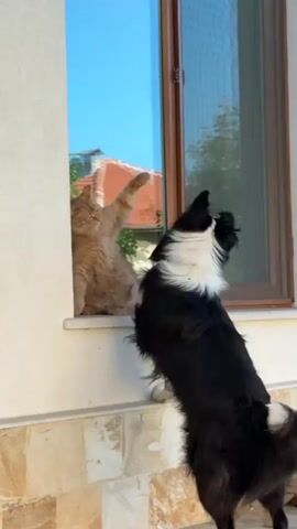 A video shows a large black and white dog interacting with a tan tabby cat perched on a window ledge. The dog is standing on its hind legs, paws on the ledge, seemingly trying to reach the cat. The cat, in turn, has its paw raised towards the dog, creating a playful interaction. The scene is set outdoors, with a building wall and window frame visible. The window behind the cat reflects the clear blue sky and a glimpse of a neighboring red-tiled roof. The overall impression is that the animals are engaged in a friendly encounter.