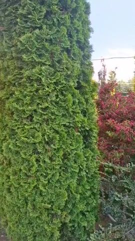 This video pans across a lush garden with various trees and shrubs under a clear blue sky, hinting at a pleasant daytime. The foreground is dominated by a tall, vibrant green evergreen tree, possibly a cedar or cypress, its dense foliage filling the left side of the frame. To the right of this prominent evergreen, a striking Japanese maple tree with deep red, delicate leaves stands out, adding a burst of color to the scene. Behind these, other trees and bushes create layers of green and red, with glimpses of a taller, lighter green evergreen tree and a silvery-blue fir tree further in the background. The overall impression is of a well-maintained, tranquil garden setting, likely in a temperate climate. The soft lighting suggests it might be late afternoon or early morning, with the sun casting a warm glow on some of the foliage. There are no people visible in the video, and no text is present. The setting appears to be a private garden, given the density of the plantings and the presence of what seems to be a roofline or structure in the background, possibly indicating a residential area in Gyulagarak, Armenia.