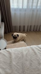 Pug's lazy afternoon in a Chișinău apartment