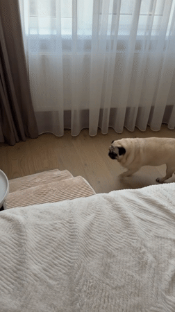 Pug's lazy afternoon in a Chișinău apartment