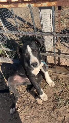A black and white dog with a blue collar sits in front of a wire fence in the dirt. The dog is predominantly black with a white stripe down its face, a white chest, and white paws. The dog is looking towards the camera and shifts its gaze slightly. The ground is dirt and scattered dry grass. The fence is partially rusted and partially covered with white corrugated material. Sunlight creates shadows around the dog and fence.