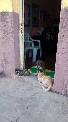 A medium-sized brown and black dog stands on a doormat inside a doorway, facing a ginger cat sitting on the doormat to its right. Another cat, dark brown and black, is lying down to the left of the dog on a concrete step. The dog looks towards the ginger cat. The doorway leads into a room with a white plastic chair and some framed pictures on the wall. The exterior wall of the building is painted pink and yellow.