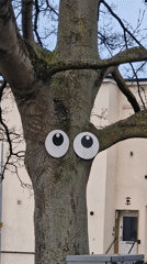 Tree decorated with googly eyes spotted in Lincoln