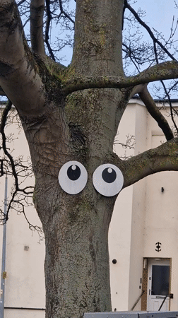 Tree decorated with googly eyes spotted in Lincoln