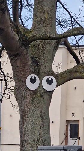 Tree decorated with googly eyes spotted in Lincoln