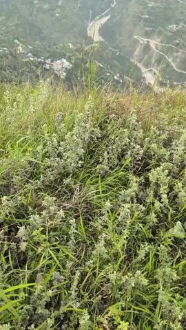 The video is a static shot looking down from a grassy hilltop into a valley. A river winds through the valley, with a small village visible on the slopes. The terrain is mountainous and appears to be overcast or hazy. The foreground is filled with green grass and some flowering plants.