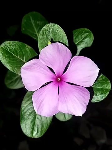 A close-up shot of a single pink periwinkle flower against a dark background. The flower has five petals and a dark pink center. The petals are a soft pink color and have a slightly velvety texture. Several green leaves surround the flower. The background is mostly black, with some out-of-focus dark shapes at the bottom. There appears to be a slight haze or mist at the bottom of the frame.