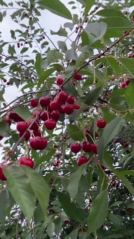 This is a close-up, handheld video of a cherry tree laden with ripe, red cherries. The camera is focused on a cluster of cherries in the foreground, with more cherries and green leaves filling the frame. The background is a soft blur of more branches and leaves, with a muted, overcast sky. The lighting suggests it is daytime, possibly a cloudy or overcast day, which would explain the soft light and lack of harsh shadows. The setting is clearly outdoors, with the focus on the natural bounty of the cherry tree. There are no people visible in the video, nor any text. The overall impression is one of abundance and the natural beauty of a fruit-bearing tree. The location is specified as Ivanava, Belarus.