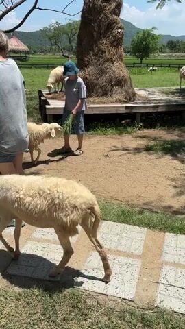 This video captures an outdoor scene at a farm or petting zoo. Two individuals, a woman and a young person wearing a blue hat, are interacting with sheep. The woman, with short blond hair and wearing a gray t-shirt and denim shorts, stands on the left, facing away from the camera. The young person, wearing a gray t-shirt and shorts, stands further back, holding a bundle of green grass, presumably to feed the sheep. Another person, a man wearing a floral t-shirt and light-colored shorts, is visible in the middle right of the frame, facing away from the camera as well and reaching out towards a sheep. Several sheep are present, some in the foreground and others in the background. The environment features a dirt path, a stone walkway, trees, and a large haystack. In the distance, there are rice paddies and rolling hills under a bright, sunny sky. The overall atmosphere appears to be relaxed and engaging.