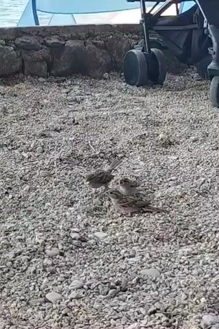 The video shows a close-up view of a group of sparrows on a gravelly surface. The sparrows are primarily brown and gray in color with distinctive markings on their wings and chests. Several sparrows appear to be young, huddled together, while at least one adult sparrow is also visible, standing slightly apart. The ground is covered in small, light-colored pebbles and some darker stones. In the background, there is a low stone wall, a body of water (likely a lake or the sea) with gentle waves, and a portion of a blue canopy or tent. A stroller with black wheels is also visible in the upper right portion of the frame, along with some dark fabric that could be part of a bag or other equipment. The lighting suggests it is daytime, likely outdoors. The sparrows are the central focus, with their interactions and movements capturing the viewer's attention.