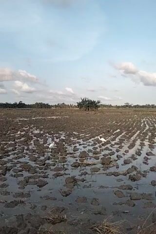The video shows a muddy field under a cloudy sky. There are clumps of dry mud and puddles of water scattered across the field. Two white birds, possibly egrets, are visible in the field. In the distance, there is a cluster of trees. The camera is angled such that the horizon appears vertical.