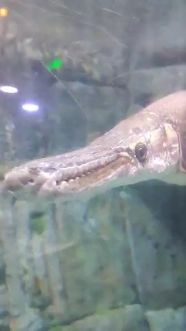 The video shows a close-up view of a long-nosed fish swimming in a tank, possibly at an aquarium. The fish is gray, with a distinctive long, narrow snout filled with teeth. The tank's background is textured to resemble rocks or stone. The water is clear, with some light reflections, and other fish are visible slightly out of focus in the background. The camera remains mostly still, focusing on the details of the primary fish in the shot.