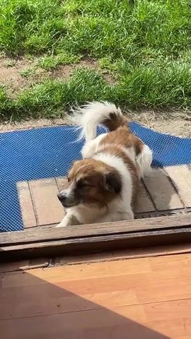 A short video opens with a close-up of a brown and white dog lying on a blue mat by an open doorway. The dog has a fluffy tail that is wagging slightly. As the camera zooms out, a pair of blue sneakers is visible on the floor inside, and a partial view of a person standing in the doorway. The view through the doorway shows a grassy yard with a few yellow dandelions, with a fence and trees in the background. As the camera zooms out further, a red wall with a broom and some boots is visible on the left. Some jackets and a toolbox hang on a wall on the right. The camera continues to zoom out.