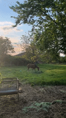 Rural life scenes documented in Bulgarian village: dog, horse, blooms