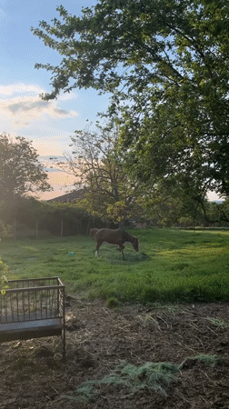 Rural life scenes documented in Bulgarian village: dog, horse, blooms